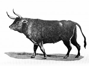 Imagen del posible bos primigenius encontrada por el zoólogo H. Smith, según Ortega y Gasset