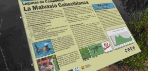Panel didáctico sobre la avifauna de zonas húmedas, en especial de la Malvasía Cabeciblanca, habitante natural de esta charca
