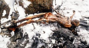 Hombre de Ötzi, momia de un hombre que vivió hace 5300 años, encontrado congelado en los Alpes